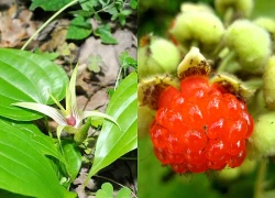 Loài cây mọc hoang bất ngờ thành dược liệu quý