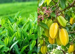 Những lưu ý khi tắm lá ở người viêm da cơ địa