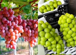 Quả nho rất tốt cho tim mạch nhưng 2 nhóm người cần hạn chế ăn