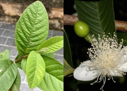 Tiến sĩ lý giải về tin lan truyền uống nước lá ổi hằng ngày hỏng thận