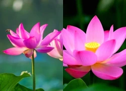 Tử vi 3 ngày cuối tuần (2, 3, 4 tháng 10), 3 con giáp công danh chạm đỉnh, mở lối Vinh Hoa, Tiền Tài cực thịnh vượng