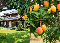 Trồng cây cảnh nào, giữ mạch đất ấy: 3 cây ăn quả người xưa dặn phải có trong vườn nhà, giữ phúc, hút lộc