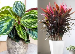 3 cây cảnh đẹp từ lá, không cần nở hoa vẫn rực rỡ, mang ý nghĩa tài lộc