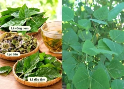 4 bài thuốc từ lá vông nem chữa mất ngủ