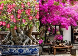 4 cây cảnh phong thủy dành cho kẻ lười, bụng to chứa lộc, lá xanh chiêu tài, càng khô khổ càng tươi tốt, nhiều hoa