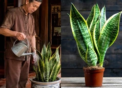 4 tuổi Hợp Duyên trồng cây lưỡi hổ, Tiền cứ thế theo về