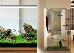 Chọn bể cá cho phòng khách: Mua loại nào để vừa đẹp, vừa dễ chăm sóc?