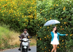Đà Lạt đẹp nao lòng giữa mùa hoa dã quỳ