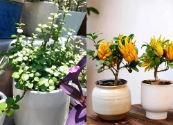 Người giàu nâng niu 3 loài cây này như báu vật trong nhà: Một cây nở hoa, một cây kết trái, một cây chỉ đứng im cũng toát ra vẻ phú quý