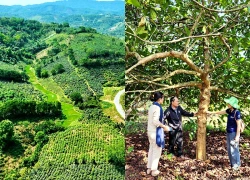 Hương của đất, của cây và tình người