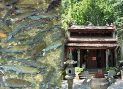 Khám phá suối cá thần Cẩm Lương - huyền tích giữa miền sơn thủy xứ Thanh