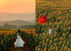 Kín 'nàng thơ' tại cánh đồng hoa hướng dương Nghệ An