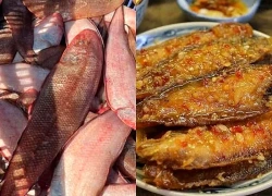 Loài cá là "kho báu" dưỡng chất, lại còn ít xương, nhiều thịt
