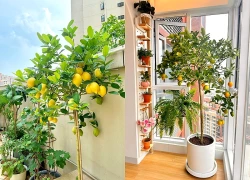 Mệnh nào trồng cây chanh hút tài lộc vào nhà?