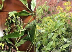 Một nữ sinh tử vong sau khi ăn lá ngón