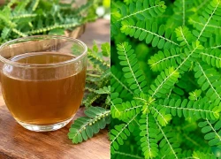 Nước sắc chó đẻ răng cưa có tác dụng gì?