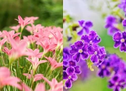 Trong 2 ngày cuối tuần (thứ 7, Chủ Nhật), 3 con giáp nhận 'phúc phần Trời ban', tiền xếp chật ví, cứ vơi lại đầy, tha hồ sống hưởng thụ