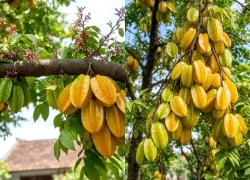 Trồng khế muốn may mắn nên chọn khế chua hay là khế ngọt