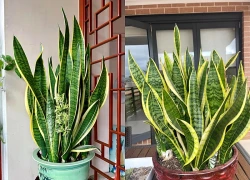 Trồng Lưỡi Hổ ở vị trí này hút tài lộc vào nhà: Cuối năm tiền về như nước