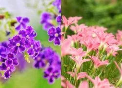 Trong 2 ngày cuối tuần (thứ 7, Chủ Nhật), 3 con giáp nhận 'phúc phần Trời ban', tiền xếp chật ví