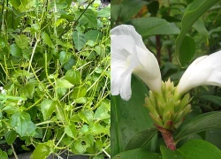 5 loại cây mọc hoang quanh vườn hỗ trợ ổn định đường huyết