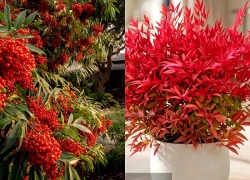 Cây cảnh bảo vệ gia đình số 1, ngọn lửa đỏ sưởi ấm hiên nhà khi đông về, hoá giải vận xui, rực rỡ đón phúc lành