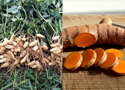 2 loại củ được ví như "thực phẩm bổ não", số 1 vừa rẻ vừa dễ tìm ở chợ