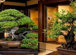 3 cây cảnh bonsai cát tường, trồng trong nhà hoá giải xui xẻo, thu hút may mắn, mang lại bình an
