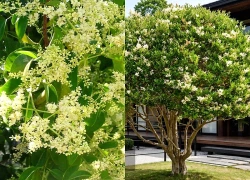 3 cây cảnh bonsai trấn trạch người giàu thích nhất, trồng trong nhà kích hoạt vận may, tài lộc ổn định, phúc khí lâu dài