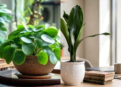 3 cây cảnh giữ lộc, nhà thiếu sáng cũng trồng tốt, xanh tươi 4 mùa, tích lũy tiền bạc, nuôi dưỡng an nhiên