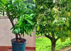 3 loại cây ăn quả chớ trồng sát nhà