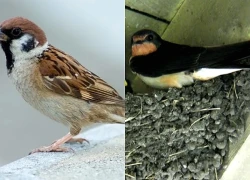 3 loài chim đến nhà báo hiệu phong thủy rất tốt
