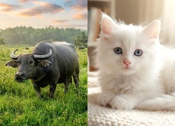 49 ngày tới: 3 con Ăn Lộc Tổ Tiên Hốt Vàng, Hốt Bạc