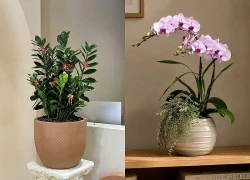 5 cây cảnh cho cửa hàng giúp hút tài lộc, tăng vượng khí