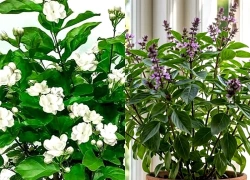 4 loại cây "hút" vận may, hãy trồng trong nhà ngay