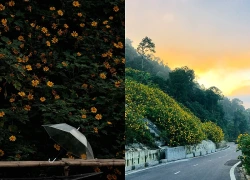 5 mùa hoa đẹp nhất miền Bắc những tháng cuối năm, có nơi cả cung đường nhuộm vàng, hồng rực rỡ