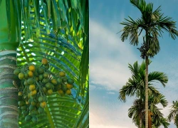 6 lý do vì sao gia đình nào cũng nên trồng cây cau trước cửa