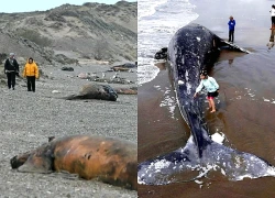 Bí ẩn hàng loạt cá voi con chết dạt vào bờ biển Argentina