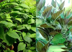 Cây mơ dại có tác dụng chữa bệnh gì?
