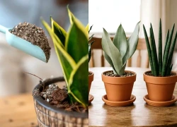 Chuyên gia phong thủy: Đây là 6 vị trí tốt nhất để đặt cây lưỡi hổ trong nhà