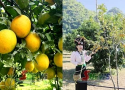 Mùa cam chín ở Muổi Nọi