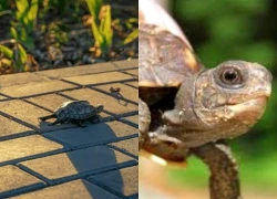 Rùa bò vào nhà báo hiệu phong thủy tốt hay xấu?
