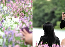 Sắc tím mới gọi mùa thu về bên Hồ Gươm