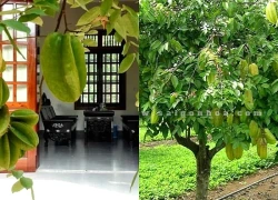 Vì sao nhiều gia đình trồng cây khế trong sân? Hóa ra không chỉ để lấy quả