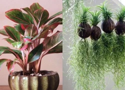 4 loại cây dễ chăm, phù hợp với góc làm việc của dân văn phòng