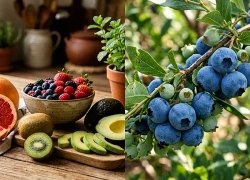 5 loại quả giàu chất chống oxy hóa giúp chăm sóc làn da sau tuổi 50