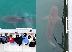 Cá mập mắc kẹt châm ngòi "cuộc chiến thương hiệu" tại Hàn Quốc
