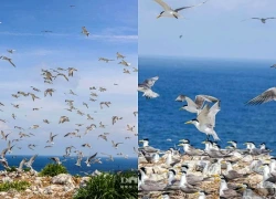 Hòn Trứng: Thánh địa chim hoang dã bất khả xâm phạm giữa biển