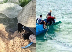Rộn ràng mùa ruốc trên biển Bảo Ninh