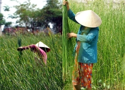Từ đồng lác đến sắc chiếu Bàn Thạch